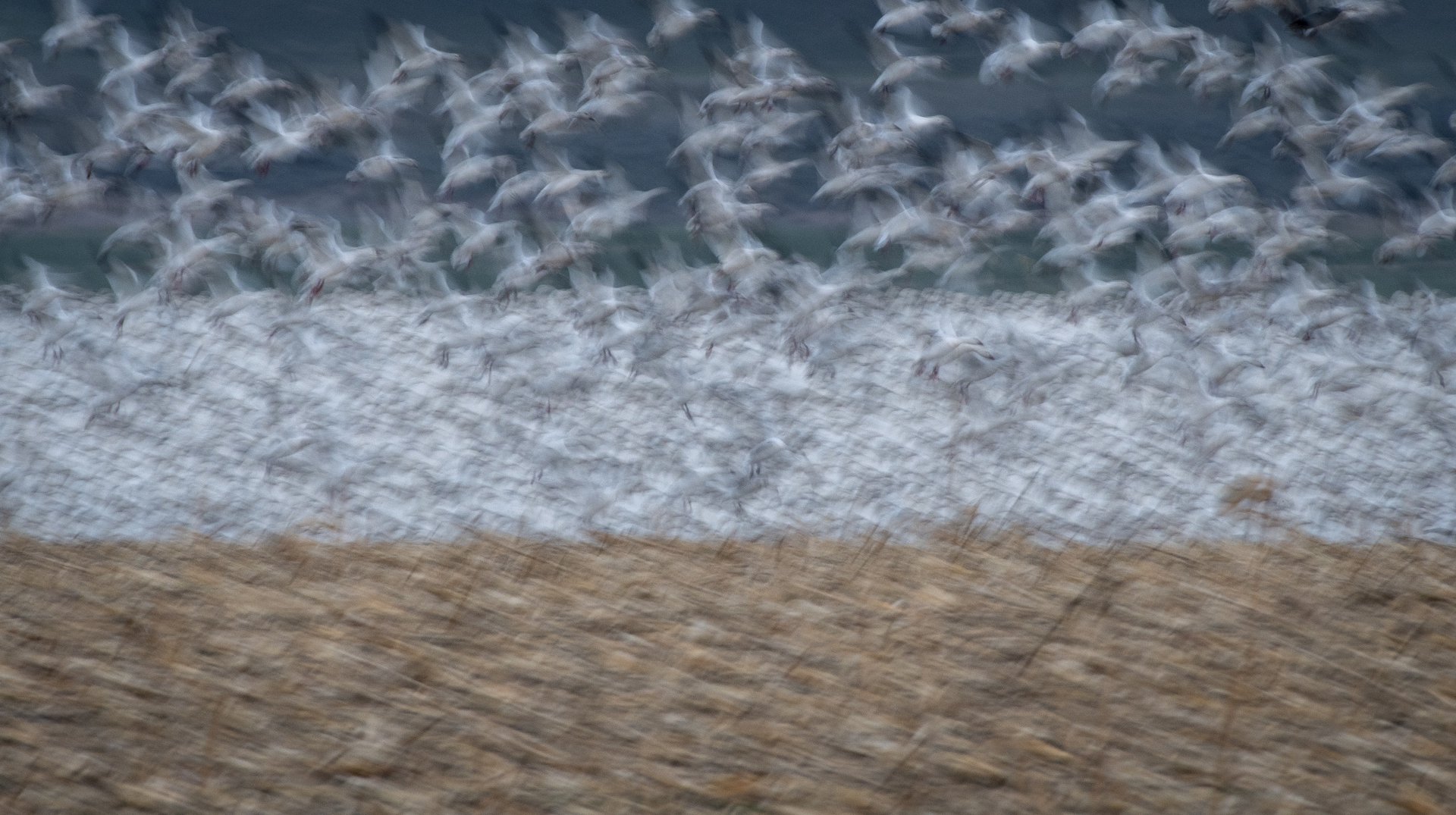 Snow Geese